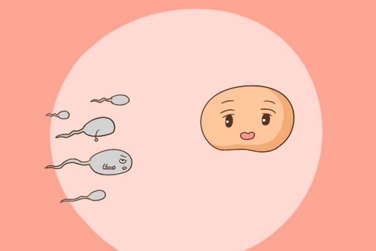 供精试管婴儿是什么意思？