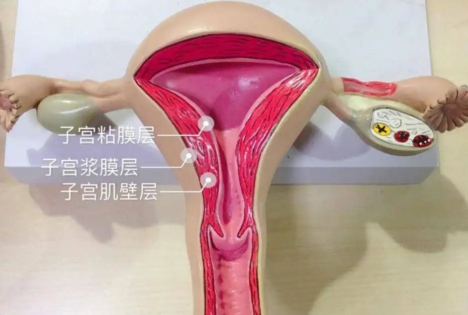 女性子宫内膜厚度是什么意思