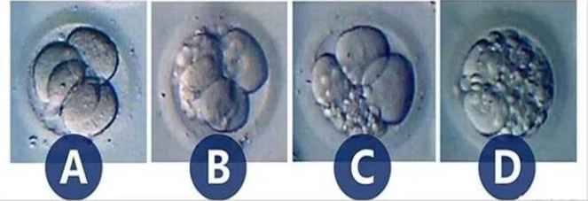 如何划分胚胎质量的等级