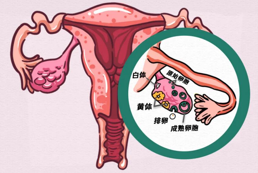 卵巢功能检查项目包含哪几项