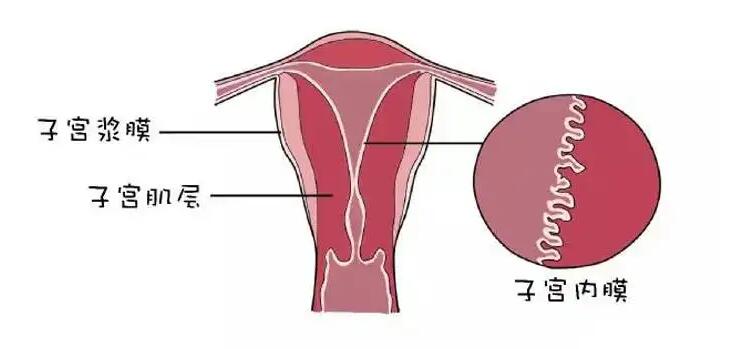 子宫内膜薄是由什么原因导致的
