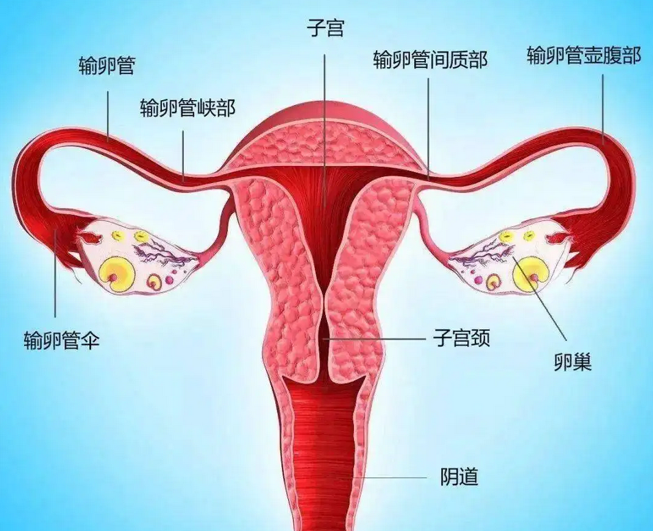 输卵管堵塞的原因是什么导致的