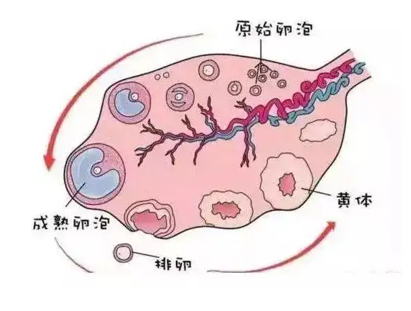 卵巢功能检查包括哪些项目