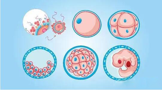 胚胎培养到什么时期才能移植