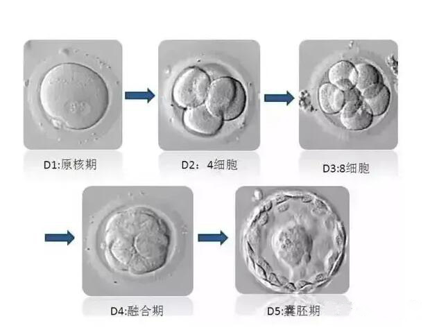 胚胎培养成囊胚成功率是多少