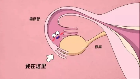 输卵管直径正常应该是多少