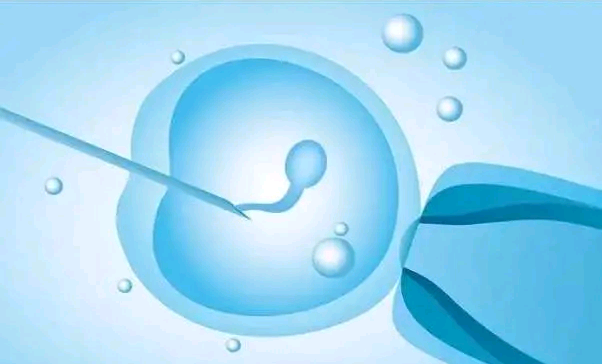 囊胚停止发育的原因是什么？
