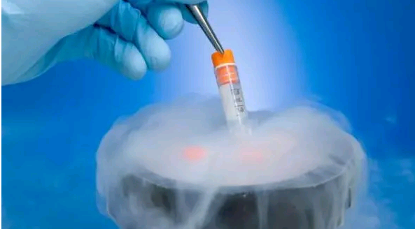 新鲜胚胎能培养成囊胚吗？