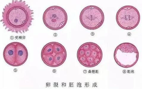 试管婴儿移植卵裂胚好还是囊胚好