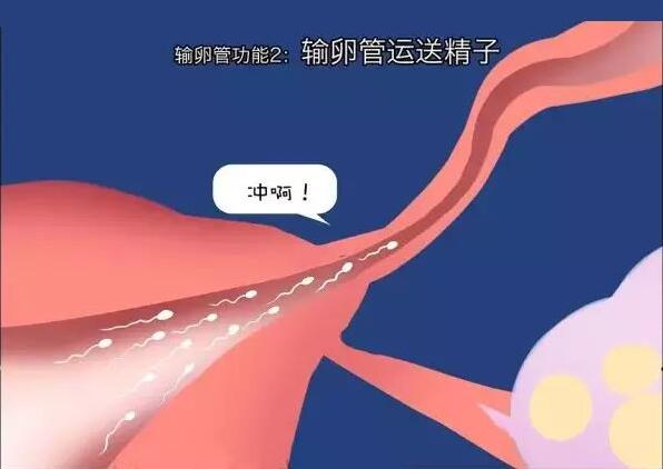 输卵管弯曲能受孕吗?输卵管弯曲是什么原因?