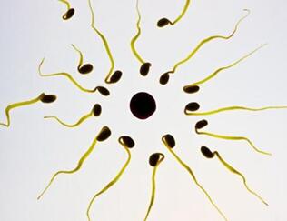 精子碎片率高可以做试管吗?精子DNA碎片率高会产生什么影响?