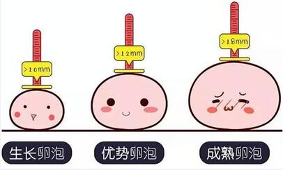 女人卵泡不好怎么调理?揭秘卵泡发育不良的三个治疗方法!