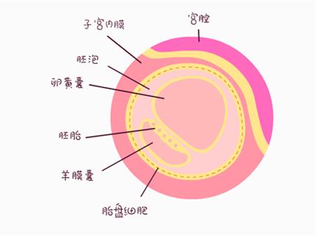 男人用什么方法调理x精子数量可以百分百生女孩?