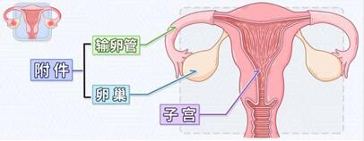 子宫附件炎是怎么引起的？子宫附件炎怎么治疗最好？