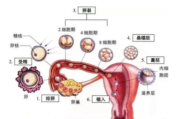 免疫性不孕症有哪些治疗方法呢?