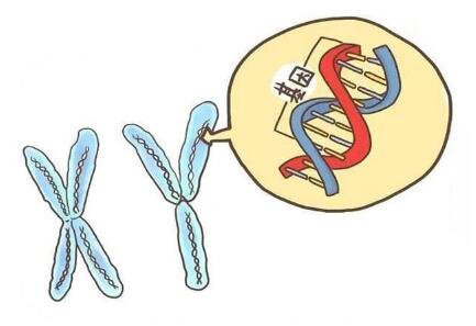 胚胎14号染色体三体引产后怎么再次备孕?引产之后需要注意什么?