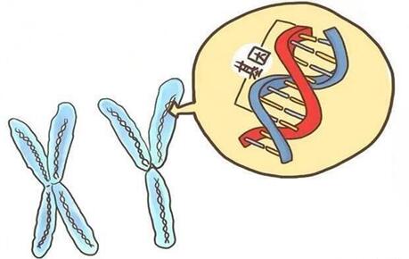 无创胚胎染色体13三体是遗传还是偶发?