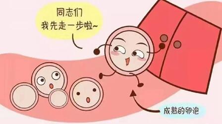 备孕检查没有卵泡怎么办?没有卵泡怎么治疗?