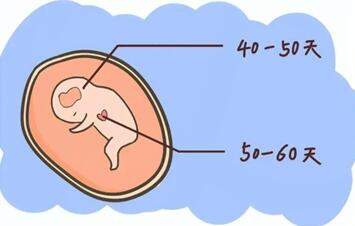 女人怀孕42天没有胎心胎芽保胎还有希望吗?