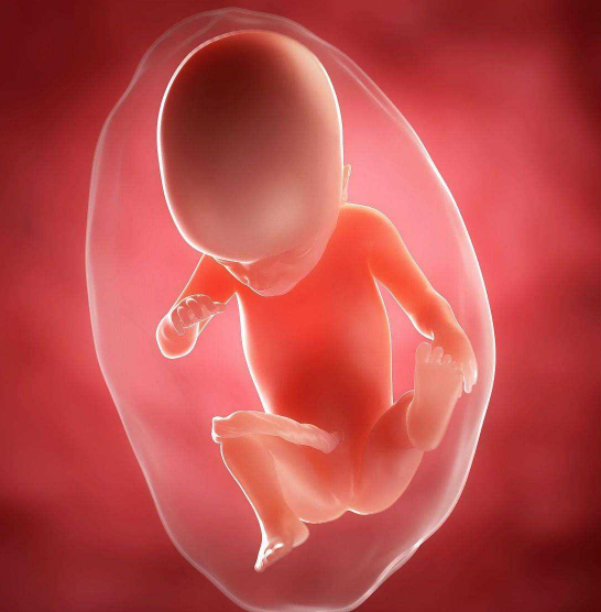 胎心胎芽与卵黄囊的关系