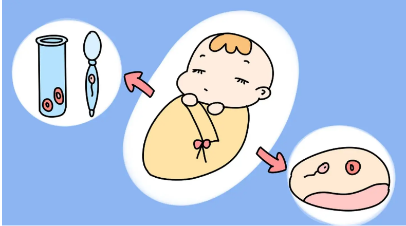 试管婴儿的治疗周期有多长？