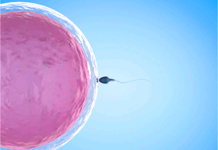 高养囊试管婴儿胚胎等级容易成功吗？