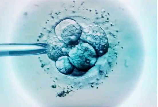 为什么囊胚会停止发育