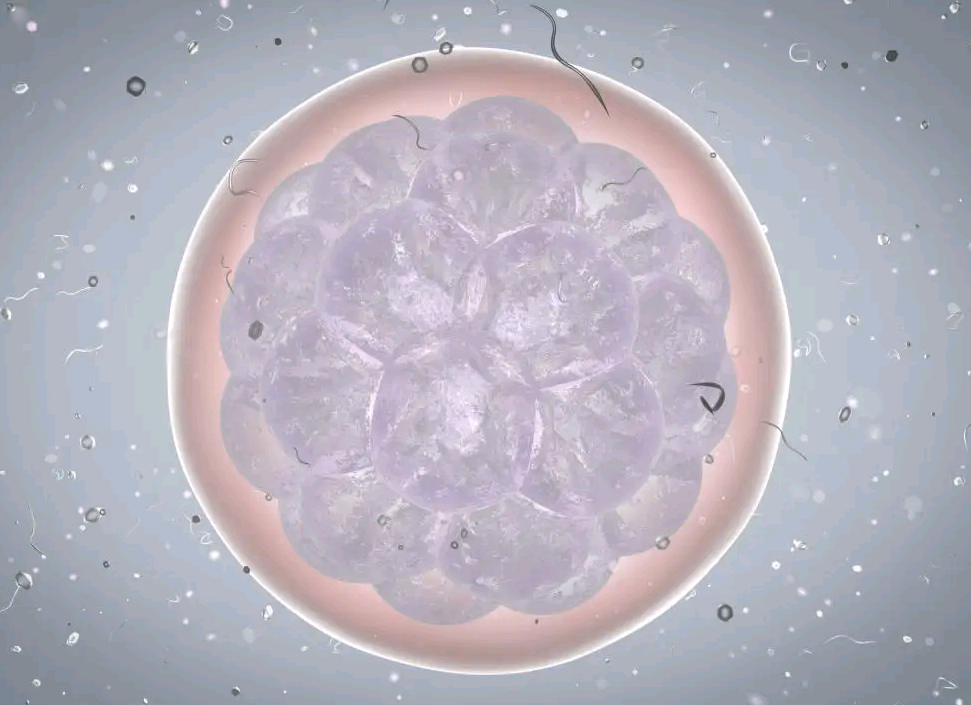 囊胚培养成功率有多大？