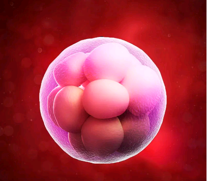 囊胚能看出来性别吗