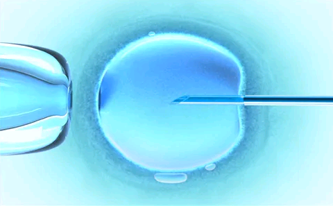 培养囊胚需要多长时间