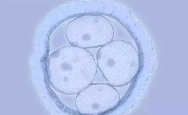 卵巢早衰是基础卵泡4到5个