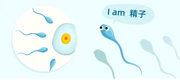 囊胚培养有哪些胚胎