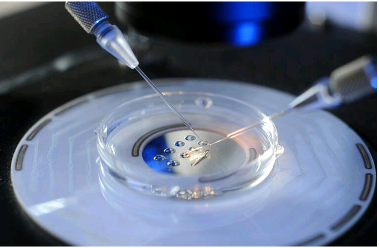 移植一个4aa成功植入囊胚的概率有多高？