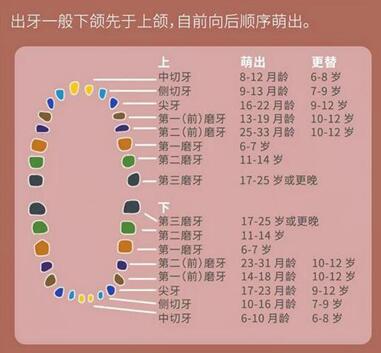 宝宝长牙时间和顺序你了解吗