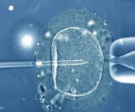 桑葚胚的细胞是胚胎干细胞吗?